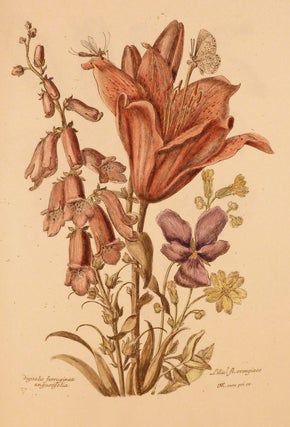 Item #18962 Variae ac Multiformes Florum Species; Designees et Gravees d'apres le naturel par...
