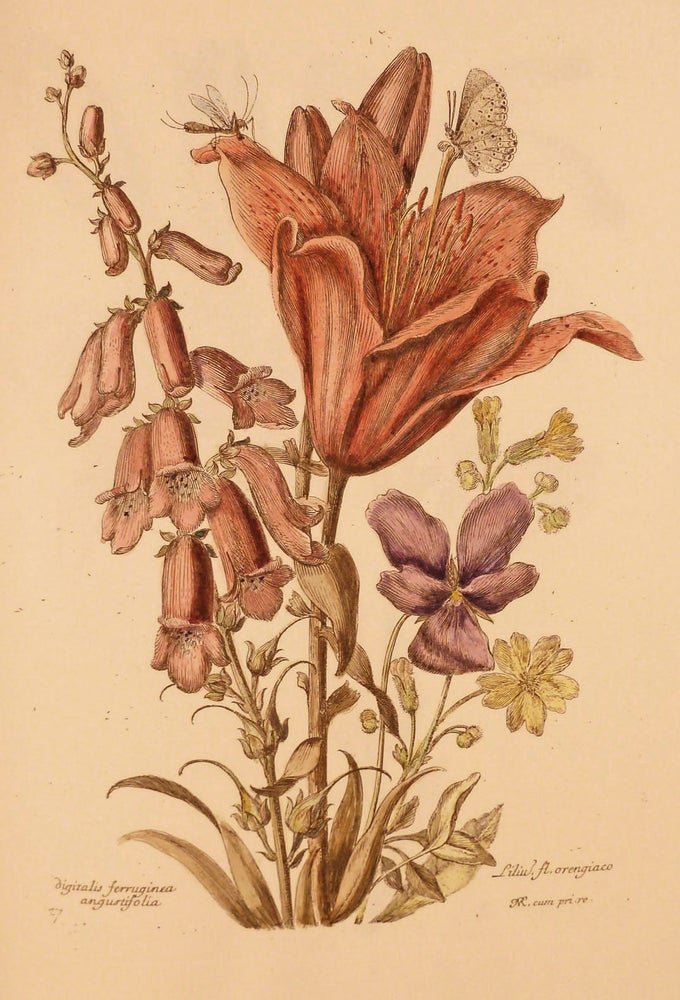 Item #18962 Variae ac Multiformes Florum Species; Designees et Gravees d'apres le naturel par Nicholas Robert. Nicholas Robert.