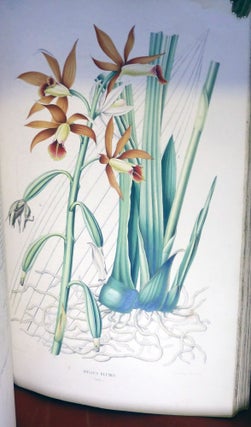 Collection des Orchidées les plus remarquables De L'Archipel Indien et Du Japon.