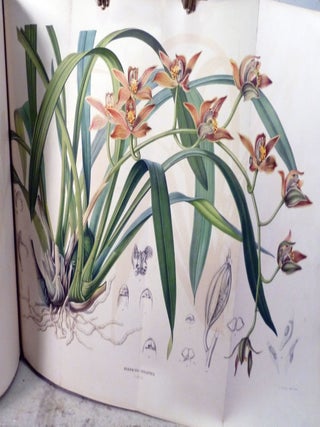 Collection des Orchidées les plus remarquables De L'Archipel Indien et Du Japon.