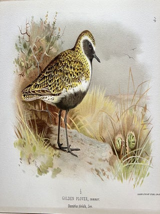 Coloured Figures Of The Birds Of The British Isles